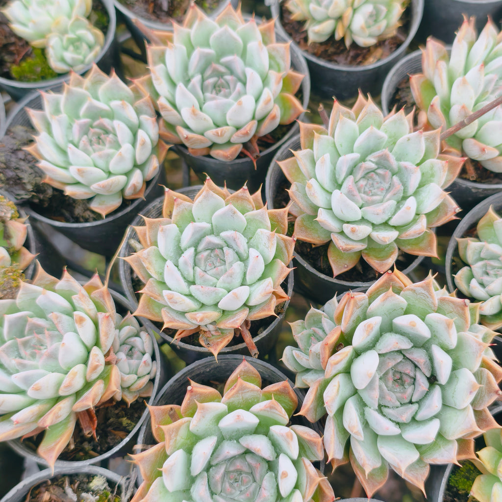 Echeveria 'Galaxy Queen'