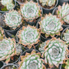 Echeveria 'Galaxy Queen'