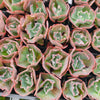 Echeveria 'Bumps' (young plant)