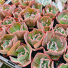 Echeveria 'Bumps' (young plant)
