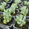 Sedum allantoides