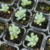 Sedum allantoides