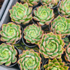 Echeveria 'Dragonfly'