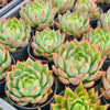 Echeveria 'Dragonfly'