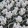 Pachyphytum glutinicaule