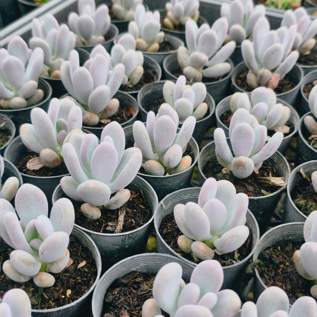 [PACK of 10 PLANTS] x Pachyphytum glutinicaule (lot of marks)