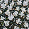 Pachyphytum glutinicaule