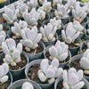 Pachyphytum glutinicaule