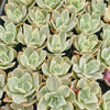 [PACK of 10 PLANTS] x Echeveria Jippon Moon River