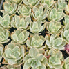 Echeveria Jippon Moon River