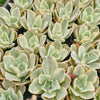 [PACK of 10 PLANTS] x Echeveria Jippon Moon River