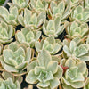 Echeveria Jippon Moon River