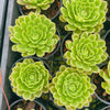 Aeonium Emerald