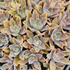 [PACK of 10 PLANTS] x Graptoveria 'Fred Ives Variegated' (MINOR variegation)