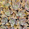 [PACK of 10 PLANTS] x Graptoveria 'Fred Ives Variegated' (MINOR variegation)