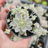 [CLUSTER] Orostachys iwarenge var. boehmeri - Variegated Chinese Dunce Cap