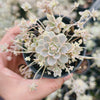 [CLUSTER] Orostachys iwarenge var. boehmeri - Variegated Chinese Dunce Cap