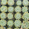 [PACK of 10 PLANTS] x Echeveria 'Doll Barbie'