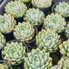 [PACK of 10 PLANTS] x Echeveria 'Doll Barbie'