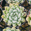 [PACK of 10 PLANTS] x Echeveria 'Doll Barbie'