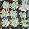 [PACK of 10 PLANTS] x Echeveria zahnii var. 'Hoveyi'
