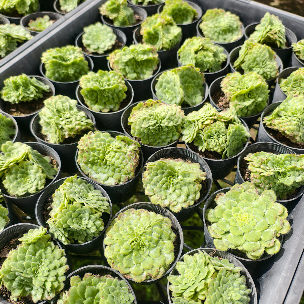 [PACK of 10 PLANTS] x Aeonium tabuliforme CREST/ multi heads