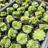Aeonium tabuliforme f. cristatum  (crested plant)