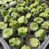 Aeonium tabuliforme f. cristatum  (crested plant)