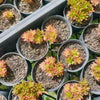 Aeonium sedifolium Variegated