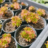 Aeonium sedifolium Variegated