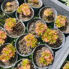 Aeonium sedifolium Variegated