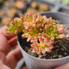 Aeonium sedifolium Variegated
