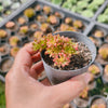Aeonium sedifolium Variegated
