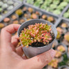 Aeonium sedifolium Variegated