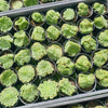 Aeonium tabuliforme f. cristatum  (crested plant)