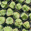 Aeonium tabuliforme f. cristatum  (crested plant)