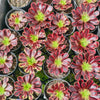 Aeonium 'Superbang'