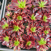 Aeonium 'Superbang'