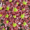 Aeonium 'Superbang'