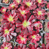 Aeonium 'Medusa'