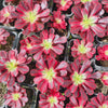 Aeonium 'Medusa'