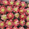 Aeonium 'Pink Witch'