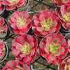 Aeonium 'Pink Witch'