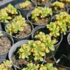 Aichryson bethencourtianum Variegated
