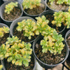Aichryson bethencourtianum Variegated