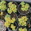 Aichryson bethencourtianum Variegated