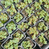 Sedum 'Lime Zinger'