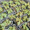 Sedum 'Lime Zinger'