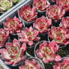 [PACK of 10 PLANTS] x Echeveria Roca