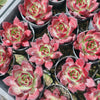[PACK of 10 PLANTS] x Echeveria Roca